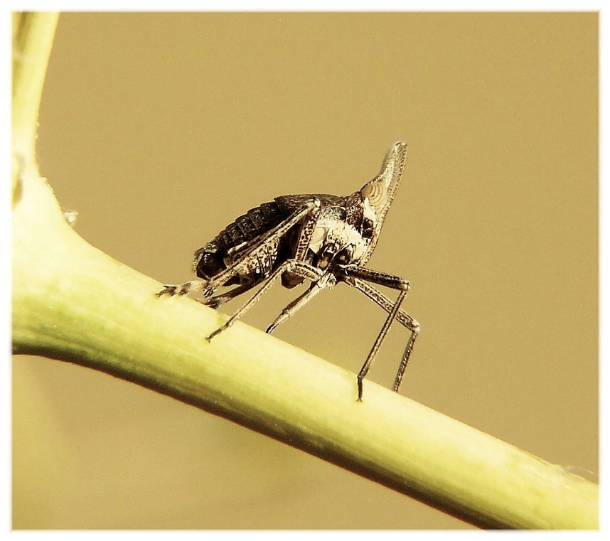 Bursinia cf. genei (Dictyopharidae)